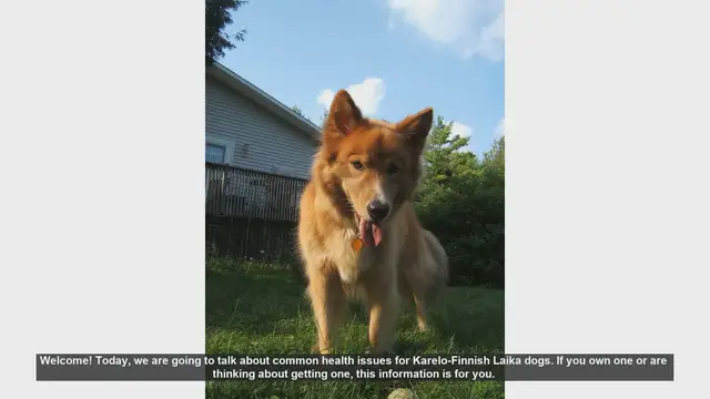 Video thumbnail for Common Health Issues in Karelo-Finnish Laika Dogs