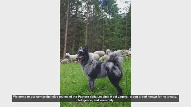 Video thumbnail for Pastore della Lessinia e del Lagorai: Pros and Cons of This Loyal and Versatile Breed