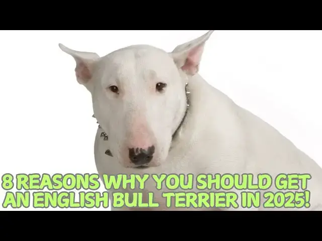 Video thumbnail for 8 Reasons Why You Should Get an English Bull Terrier in 2025! 🐕❤️