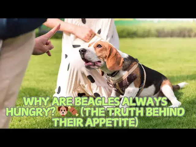 Video thumbnail for 🐾 Why Are Beagles Always Hungry? 🐶🍖 (The Truth Behind Their Appetite)