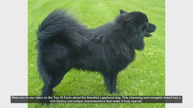 Video thumbnail for Top 10 Fascinating Facts About the Swedish Lapphund