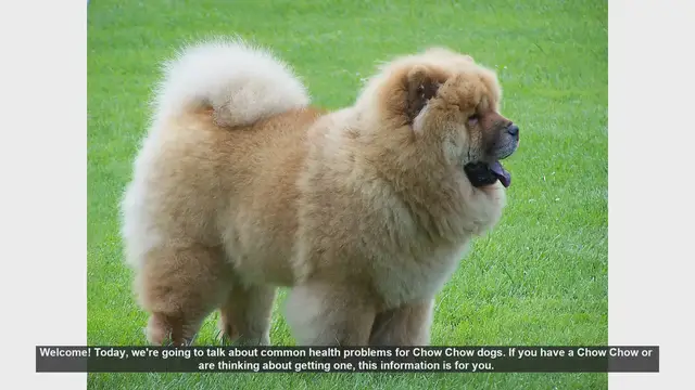 Video thumbnail for Common Health Problems in Chow Chow Dogs: What You Need to Know