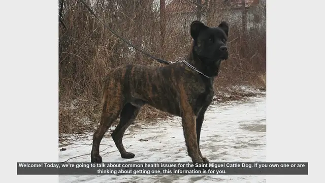 Video thumbnail for Common Health Issues in Saint Miguel Cattle Dogs: What You Need to Know