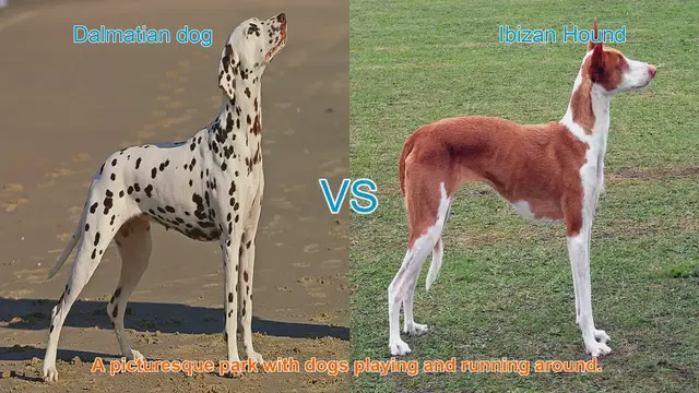 Video thumbnail for Dalmatian vs. Ibizan Hound: A Comparison of Elegant and Athletic Dog Breeds