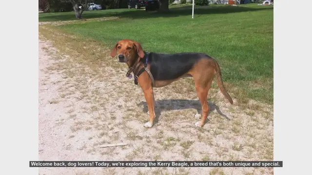 Video thumbnail for Kerry Beagle: Pros and Cons of This Unique Breed