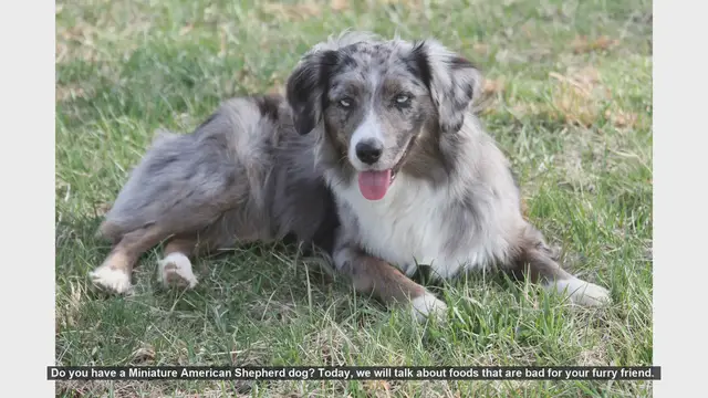 Video thumbnail for Dangerous Foods for Your Miniature American Shepherd