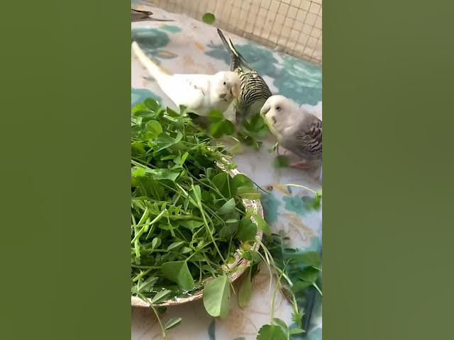 Video thumbnail for Moment Will Melt Your Heart # #lovebirds #parrot