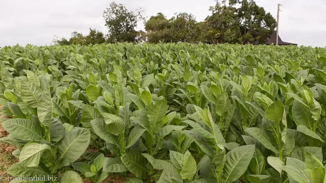 Video thumbnail for Tabakplantage bei Pinar del Río | Rundreise durch Kuba