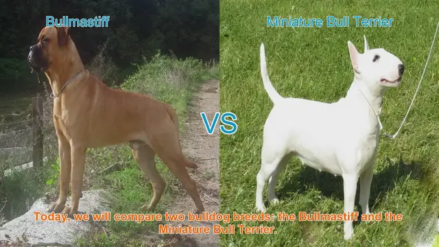 Video thumbnail for Bullmastiff vs. Miniature Bull Terrier: A Comparison of Two Bulldog Breeds