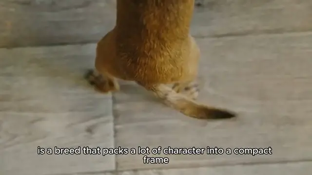 Video thumbnail for jack russell great white