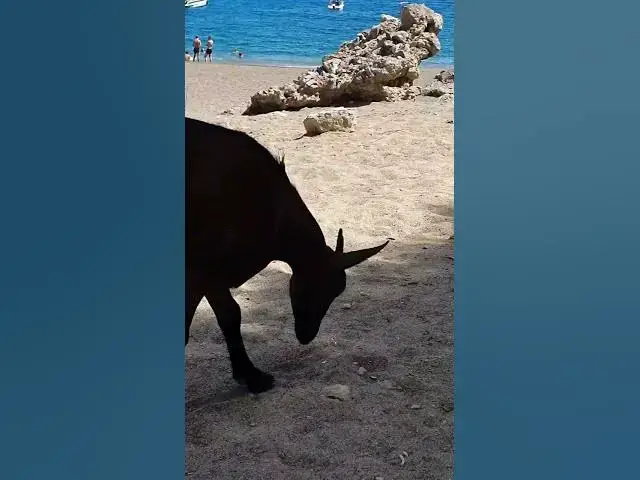 'Video thumbnail for Platja des Coll Baix | Mallorca'