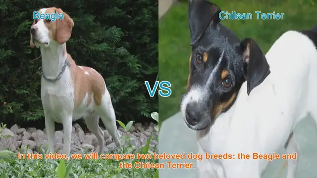 Video thumbnail for Beagle vs. Chilean Terrier: A Comprehensive Comparison