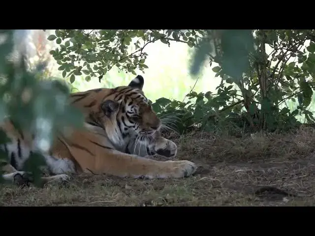 Video thumbnail for How Tigers Avoid Detection During Human Activity?