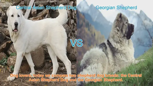 Video thumbnail for Central Asian vs. Georgian Shepherd Dogs: A Comparison