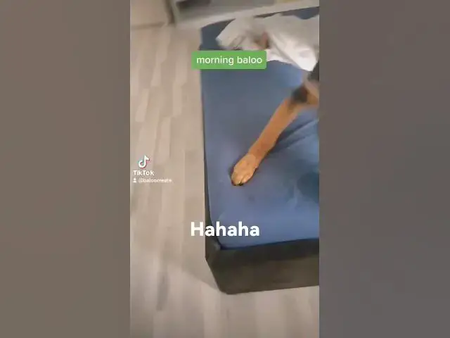 Video thumbnail for Baloo went mad