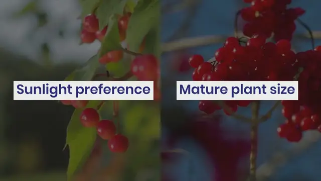 Video thumbnail for How to Grow Viburnum in Your Garden