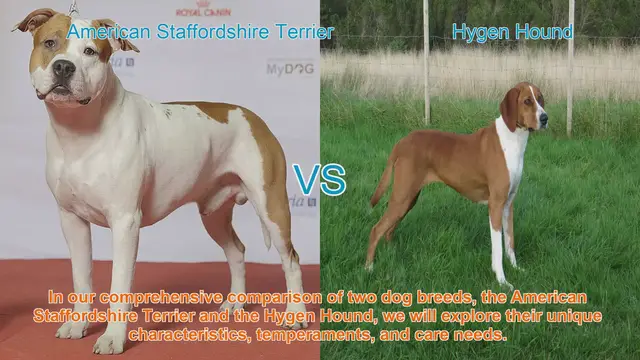 Video thumbnail for Comparing American Staffordshire Terrier and Hygen Hound: Characteristics, Temperaments, and Care