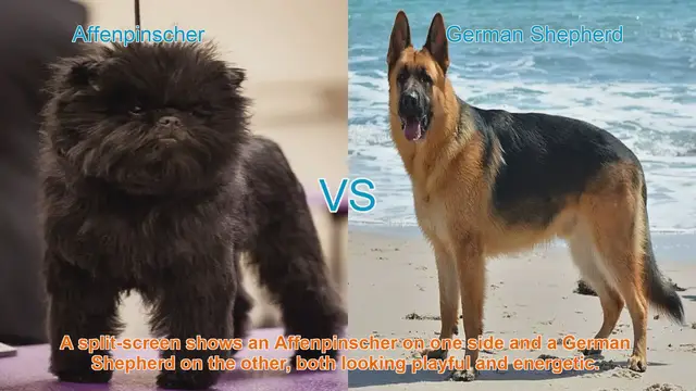 Video thumbnail for Affenpinscher vs. German Shepherd: A Breed Comparison