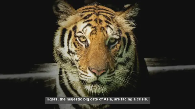 Video thumbnail for 10 Most Endangered Tiger Habitats in Southeast Asia