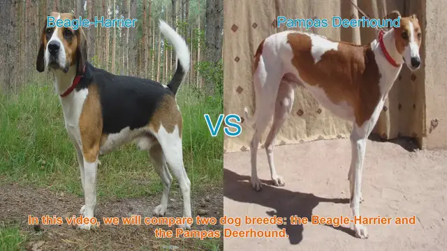 Video thumbnail for Beagle-Harrier vs. Pampas Deerhound: A Breed Comparison