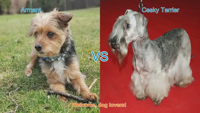 Video thumbnail for Armant vs. Cesky Terrier: A Comparison of Two Unique Dog Breeds
