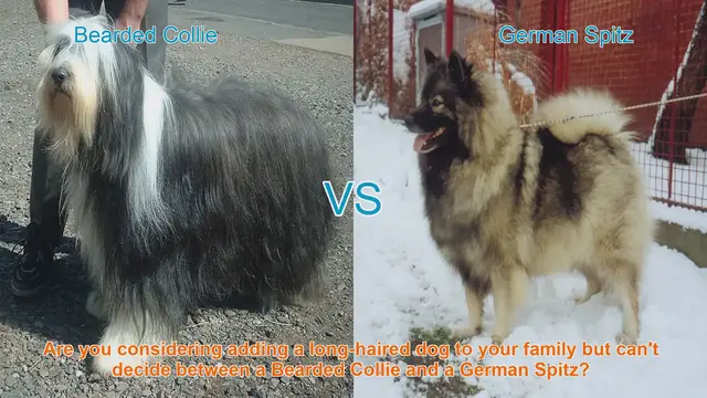 Video thumbnail for Bearded Collie vs. German Spitz: Choosing the Perfect Long-Haired Dog