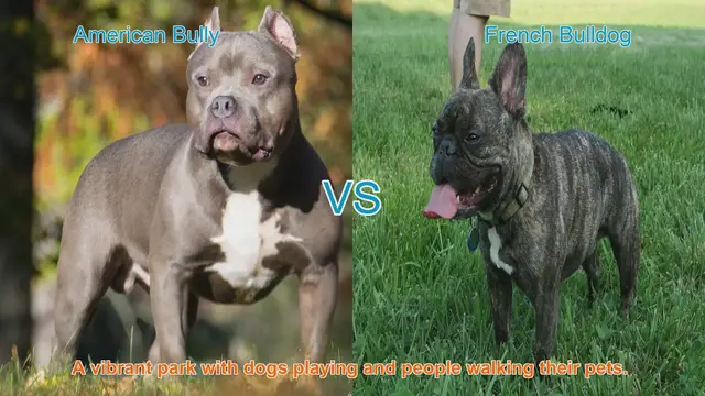 Video thumbnail for American Bully vs. French Bulldog: A Breed Comparison