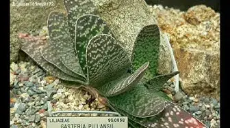 Video thumbnail for gesteria ox tongue succulent care light fertilizer watering pruning flowers planting seedlings