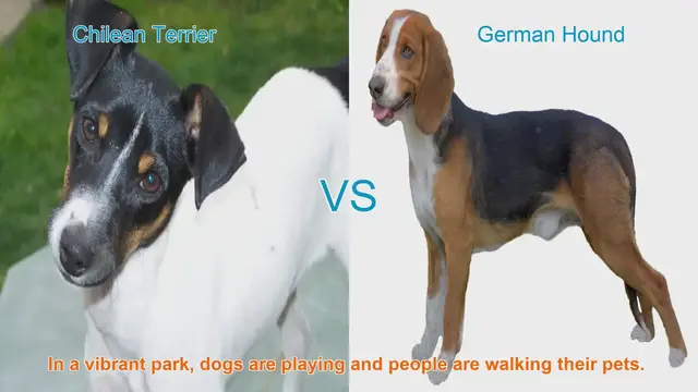 Video thumbnail for Chilean Terrier vs. German Hound: A Comparison of Two Playful Breeds