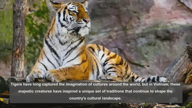 Video thumbnail for 10 Tiger-Inspired Traditions in Vietnamese Culture