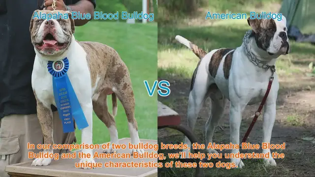 Video thumbnail for Comparing Alapaha Blue Blood Bulldog and American Bulldog: Unique Characteristics