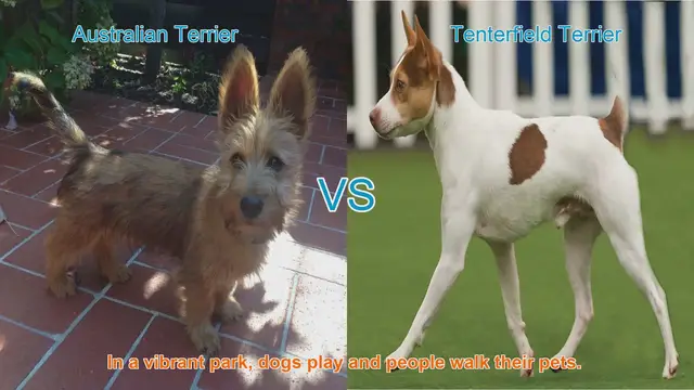 Video thumbnail for Australian Terrier vs. Tenterfield Terrier: A Charming Breed Comparison