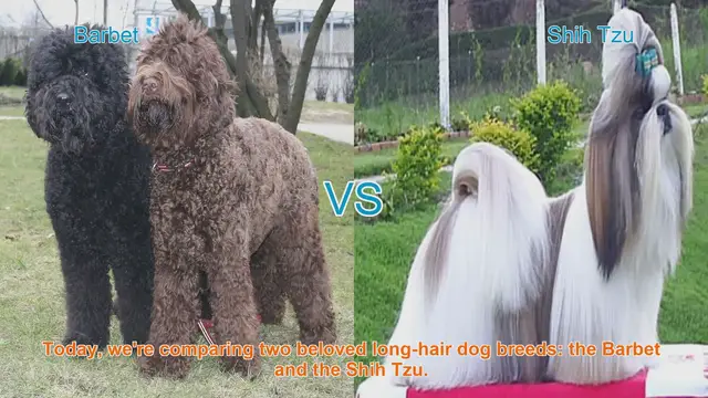 Video thumbnail for Barbet vs. Shih Tzu: A Comparison of Long-Hair Dog Breeds