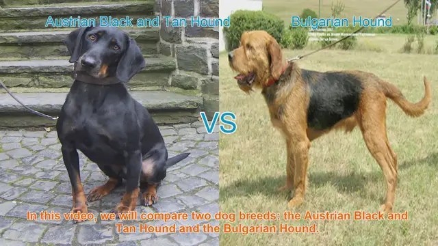 Video thumbnail for Austrian Black and Tan Hound vs. Bulgarian Hound: Breed Comparison