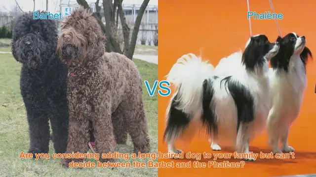 Video thumbnail for Barbet vs. Phalène: Choosing the Right Long-Haired Dog Breed