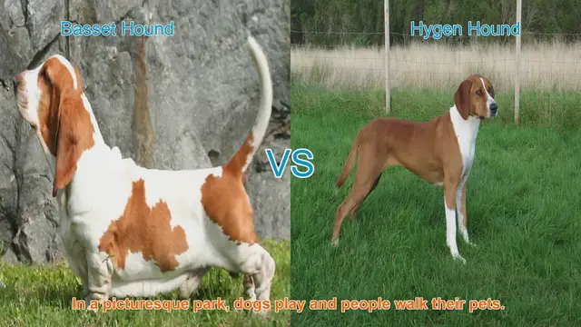Video thumbnail for Basset Hound vs. Hygen Hound: A Comparative Guide