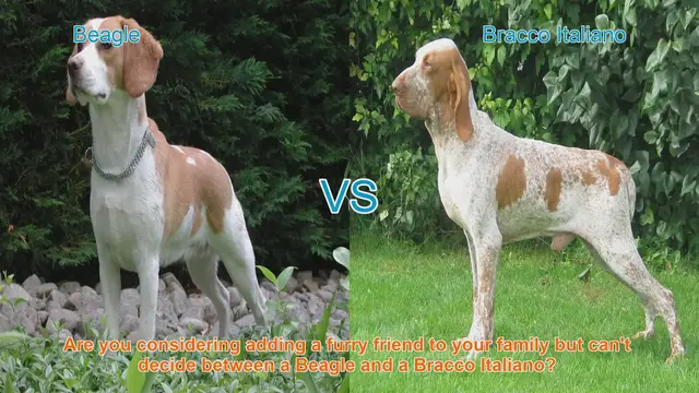 Video thumbnail for Beagle vs. Bracco Italiano: Choosing the Right Breed for Your Family