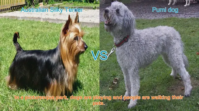 Video thumbnail for Australian Silky Terrier vs. Pumi Dog: A Breed Comparison