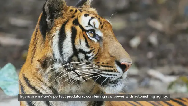 Video thumbnail for 10 Impressive Physical Abilities of Tigers: Nature's Perfect Predators