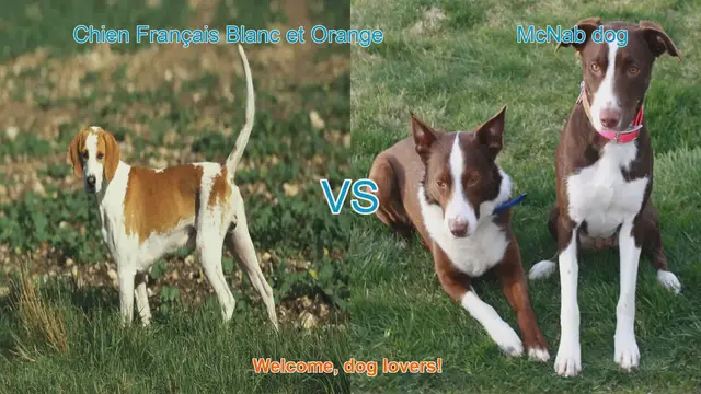 Video thumbnail for Breed Comparison: Chien Français Blanc et Orange vs. McNab Dog