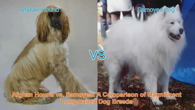 Video thumbnail for Afghan Hound vs. Samoyed: A Comparison of Magnificent Long-Haired Dog Breeds