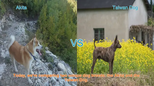 Video thumbnail for Akita vs. Taiwan Dog: A Comprehensive Comparison