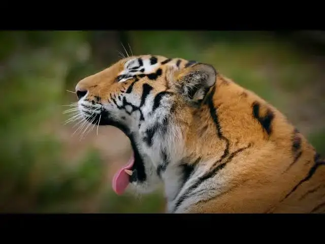 Video thumbnail for How Tigers Aid in Pollination by Creating Open Forest Paths?