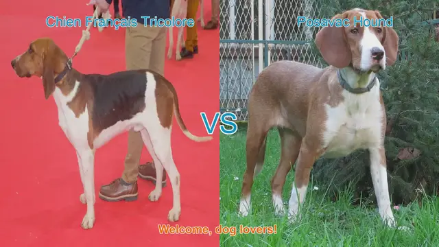 Video thumbnail for Comparing Chien Français Tricolore and Posavac Hound: A Comprehensive Guide