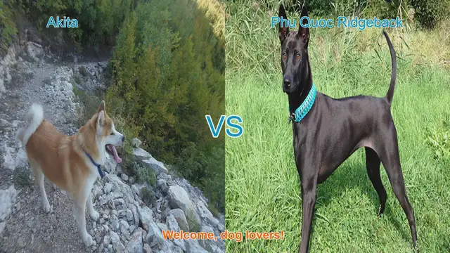 Video thumbnail for Akita VS Phu Quoc Ridgeback