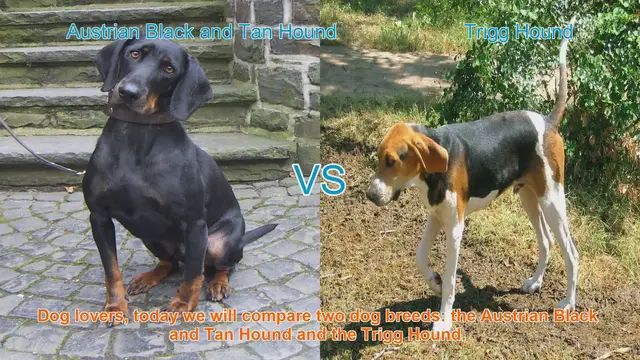 Video thumbnail for Austrian Black and Tan Hound vs. Trigg Hound: A Breed Comparison