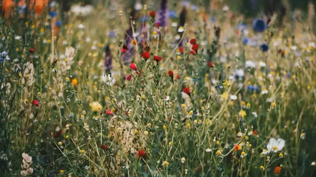 'Video thumbnail for Meadowscaping: How to Turn Your Lawn into a Wildflower Paradise (and Why You Should)'