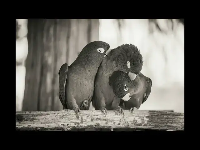Video thumbnail for Romance er Jonno Love Birds - Pinaki Thakur