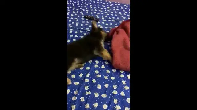 Video thumbnail for Cute German Shepherd Puppy Playing Part 1