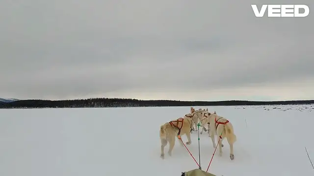 Video thumbnail for Husky (Canis lupus) | Size, Habitat, Diet, Predators, & Facts | Spreadhapiness.com